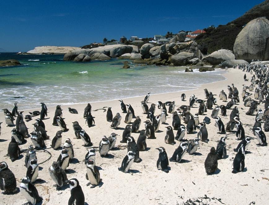 penguin animal bird shoreline water sea nature ocean outdoors coast