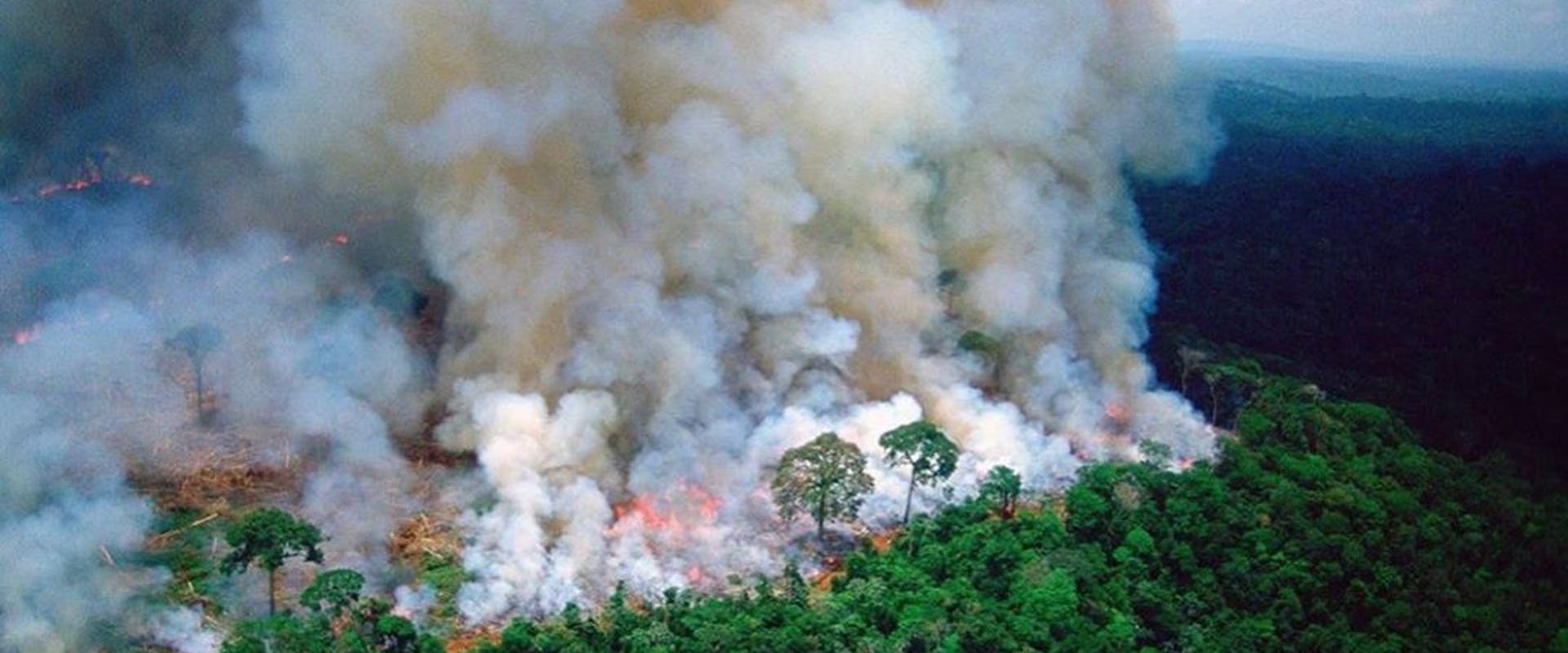 fire vegetation plant bush smoke